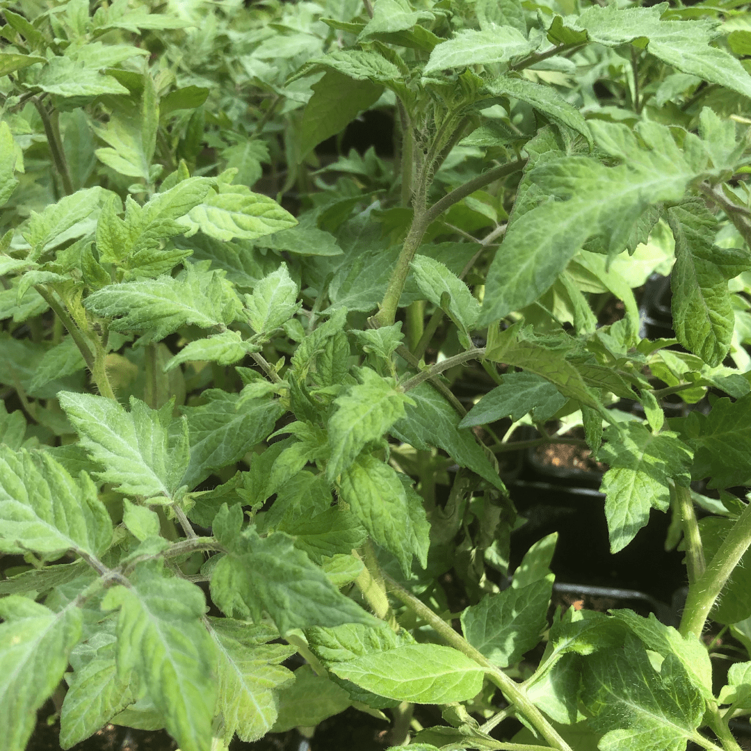 Plant - Tomate de Marmande