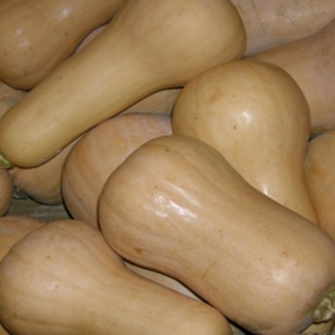 Courge Butternut - Morceau 1 kg env