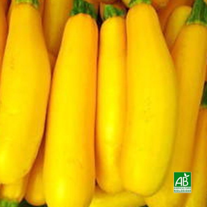 Courgettes jaunes (France) - 1 kg