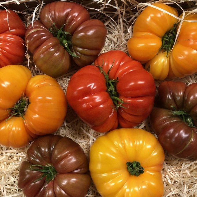 Mélange tomates côtelée - 1kg