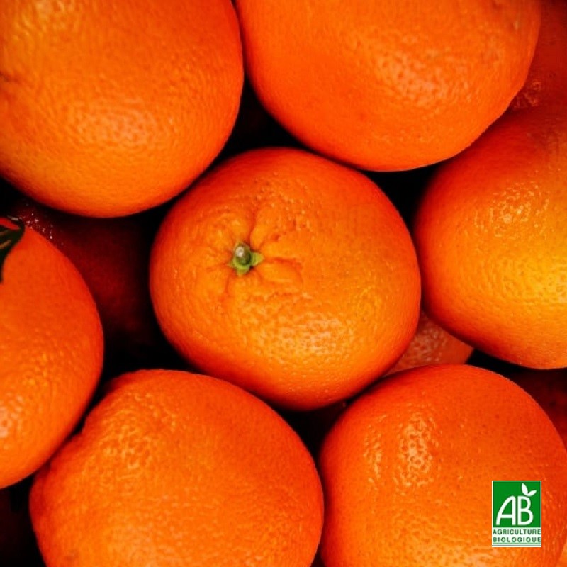 Orange Bio (Espagne) - 1kg