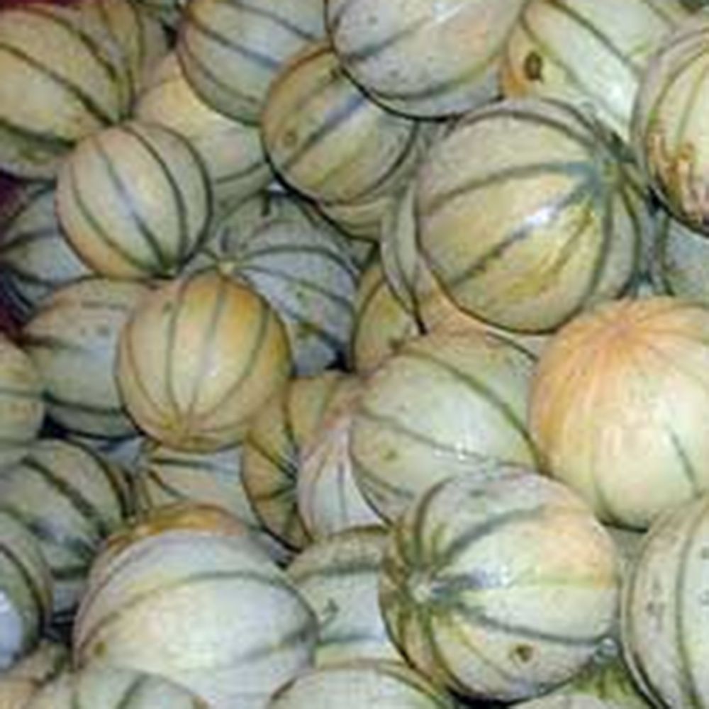 Melon "Charentais" (France)