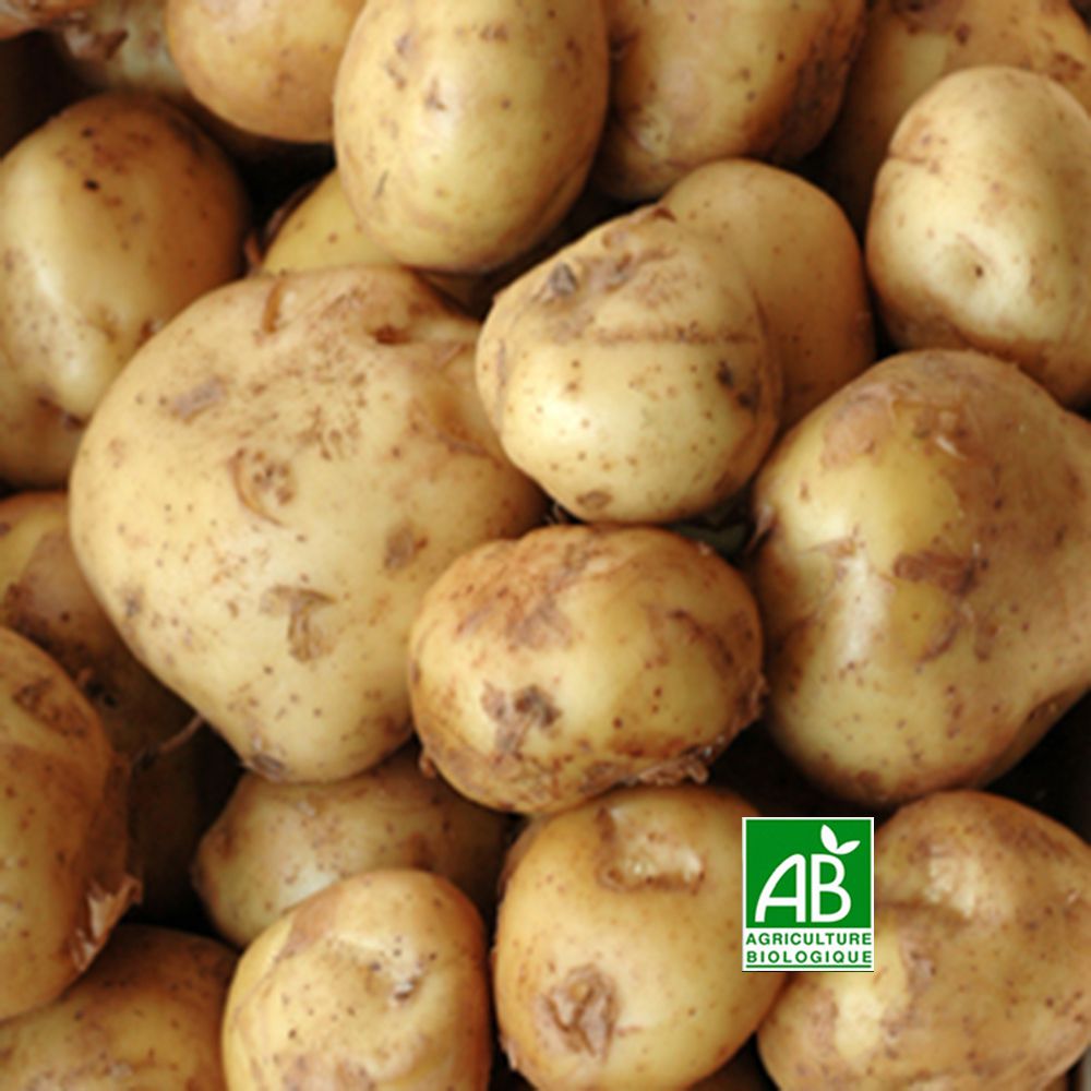 Pommes de terre BIO - PRIMEUR (France) - 1 kg