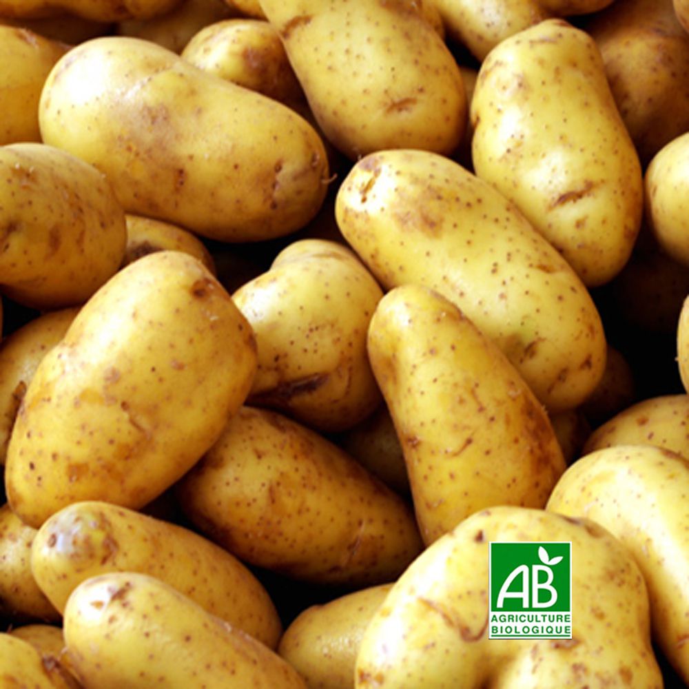 Pommes de terre à chair tendre  "Agria" BIO - (France) - 1 kg