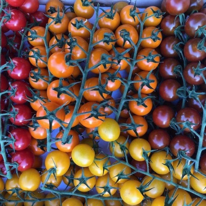 Tomates cerises multicolores 