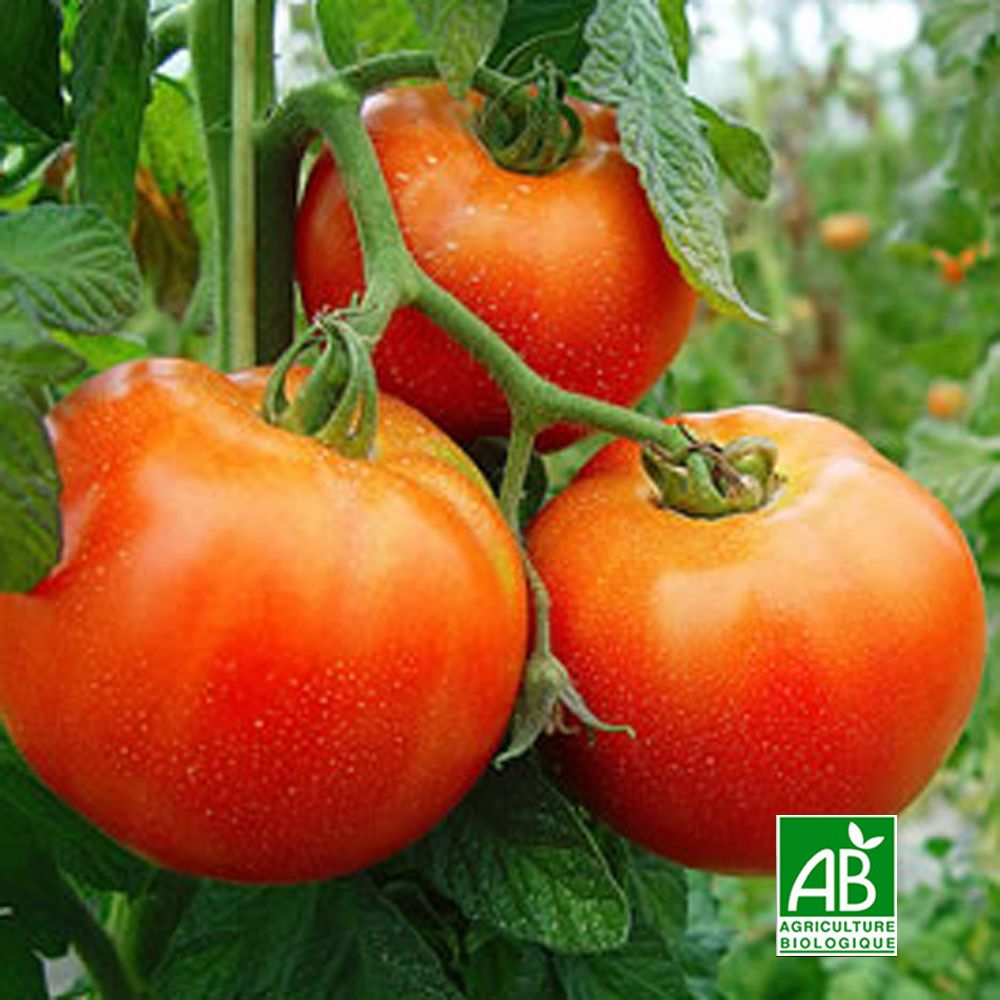 Tomates rondes Bio (France) - 1kg